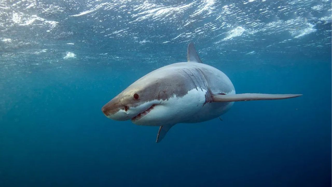 Great White Shark Suddenly Grabs Lifeguard’s Rescue Float and Pulls Him Underwater at Popular Maine Family Beach