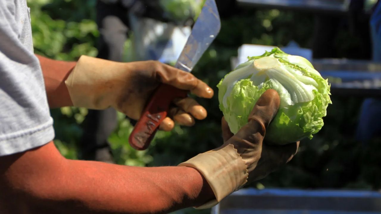 Health Alert Over 100 Cyclospora Infections Reported in Massachusetts, Some Tied to Recalled Lettuce