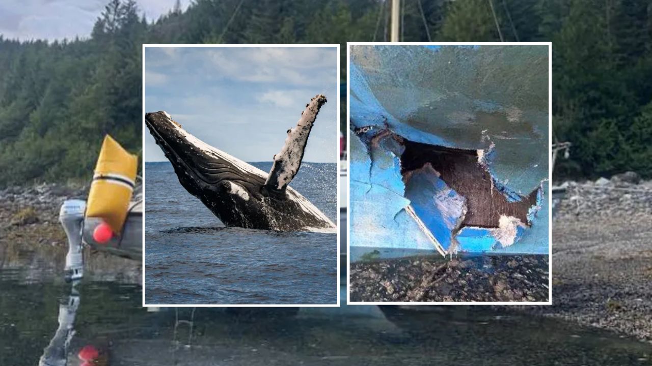 Humpback Whale Slams Into Family's Sailboat and Sinks It, Leaving Them Stranded Overnight in Alaska