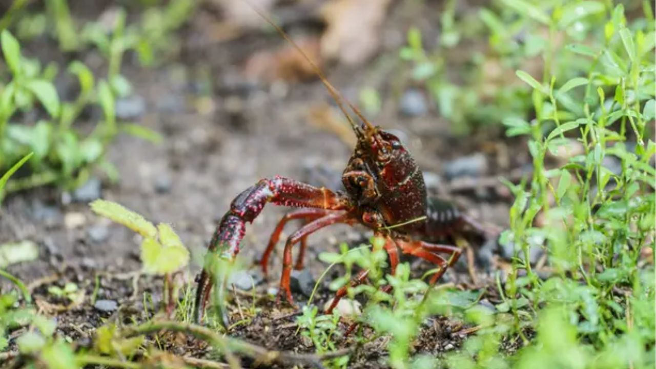 Invasive Crayfish Have Exploded Across U.S. Lakes Lake Tahoe Alone May Now Be Home to Up to 280 Million