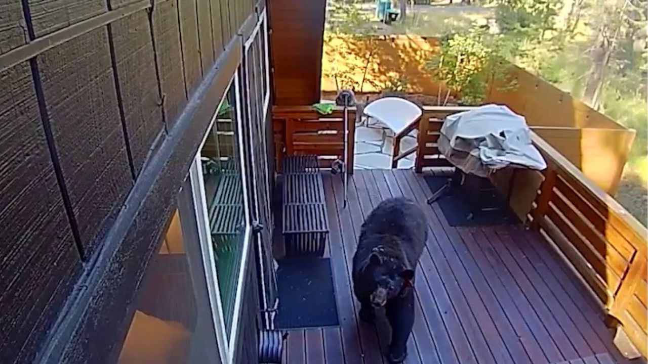 Kentucky Woman Wakes Up to Terrifying 5 A.M. Call After Bear Breaks Into Her Home and Walks Away With Her KFC