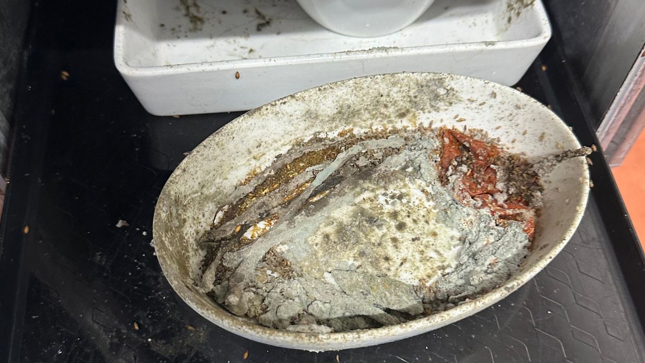 LAX Airline Catering Workers Allege Maggots, Mold and Cockroaches in Facilities Preparing Passenger Meals