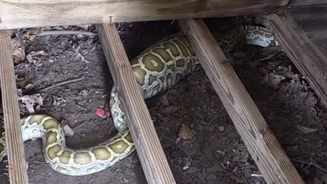 Massive 8-Foot Python Found Under New Jersey Family’s Shed — X-Ray Reveals Shocking Last Meal
