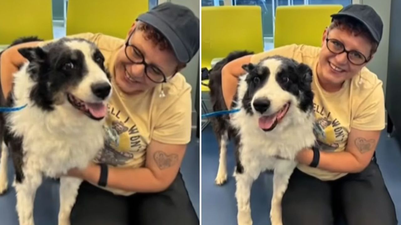 Family's Missing Dog Found 1,000 Miles From Home After Mysterious Multi-State Journey