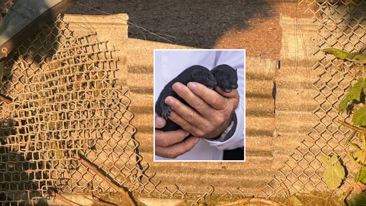 Nearly 1,500 Mink Set Loose From Oregon Farm After Fence Is Cut Open Overnight, Animal Rights Group Linked to Break-In