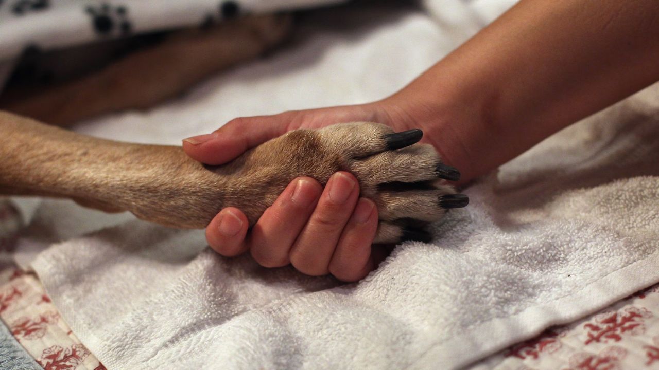 Oregon Vet Sues AI Company After Alleged Cancer Misdiagnosis Ends in Tragic Death of 11-Year-Old Dog