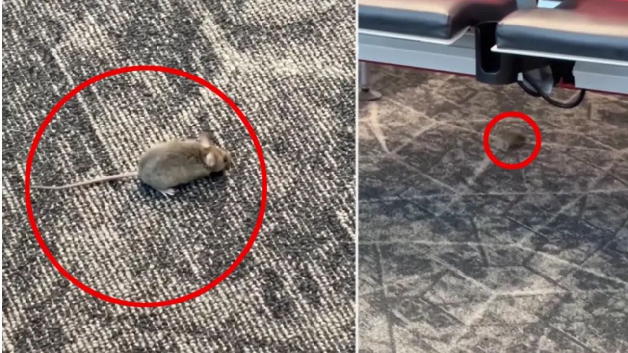 Passengers at NYC’s LaGuardia Airport Shocked After Multiple Mice Are Spotted Running Under Chairs at Boarding Gate