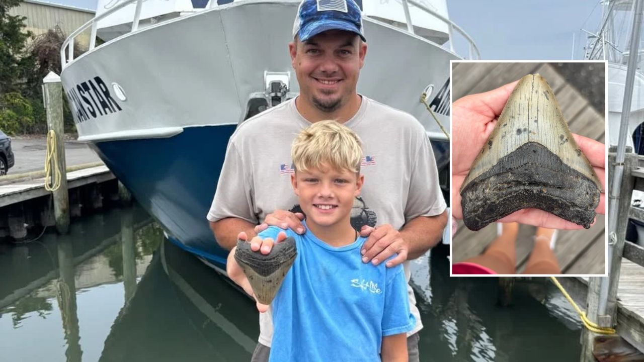 Pennsylvania Family Finds Something Strange While Shelling on New Jersey Beach, Experts Confirm It’s a Rare Megalodon Tooth