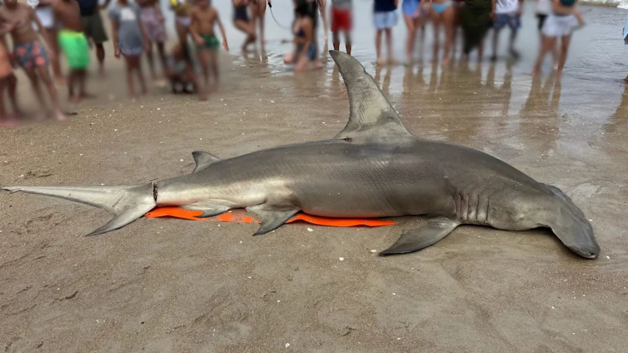 Rare 14-Foot Great Hammerhead Shark Washes Ashore Dead on Carolina Beach, Leaving Experts Searching for Answers