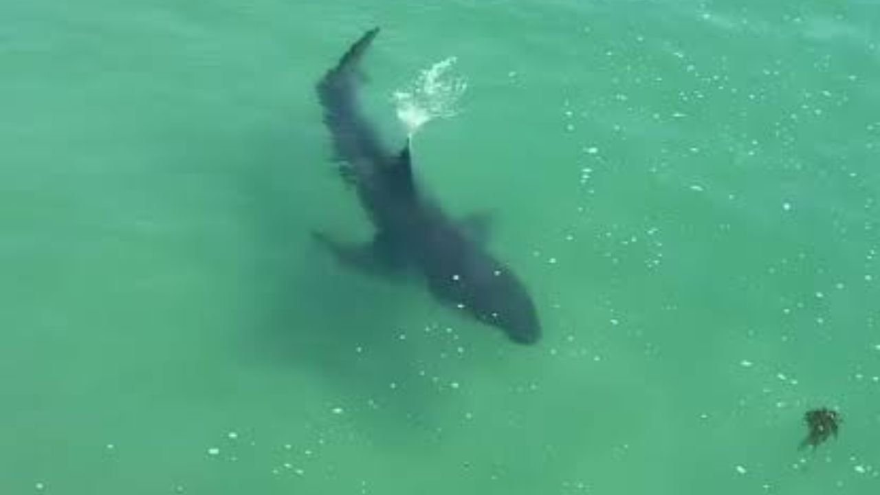 Rare Hammerhead Shark Appears Near Malibu Pier for the First Time in Years, Experts Warning Beachgoers to Use Caution