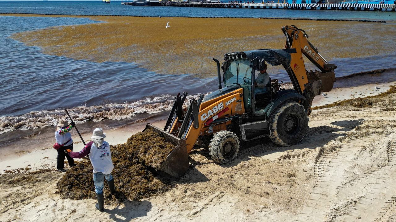 Record-Breaking Sargassum is Taking Over Miami Beaches, Researchers May Have Found a Surprising Solution