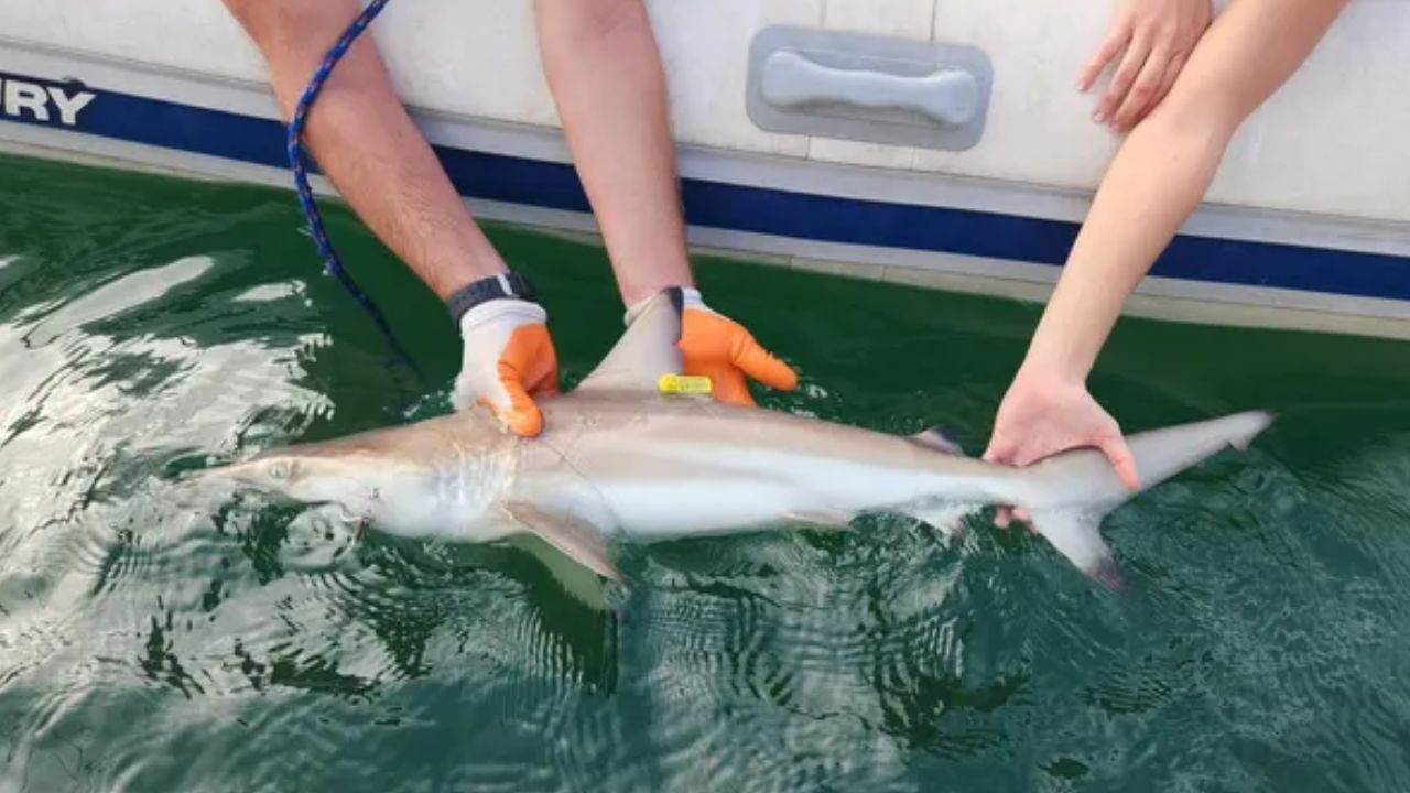Researchers Find First Known Blacktip Shark Nursery in Hawaii, Revealing a Secret Marine Habitat