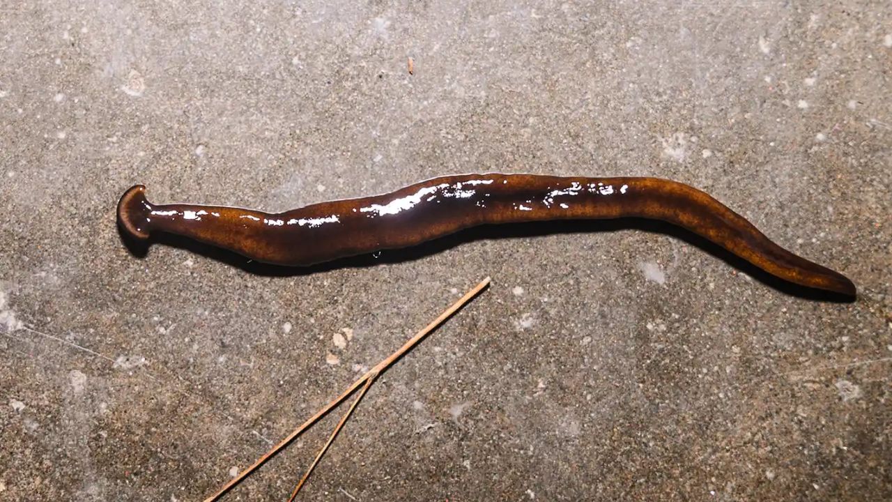 Tennessee Issues Warning Over Creepy Hammerhead Worms and One Mistake That Could Make Them Multiply