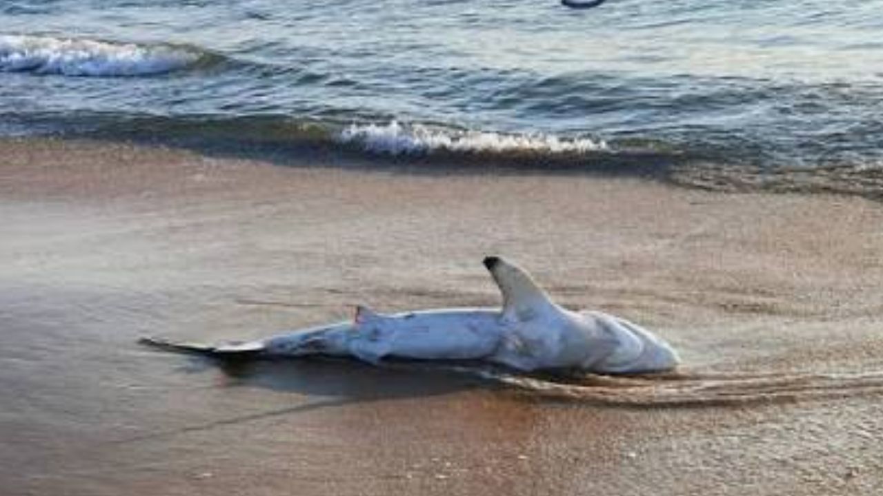 Woman Goes for Her Morning Walk on New Jersey Beach, Then Discovers 29 Dead Sharks Scattered Across 10 Blocks